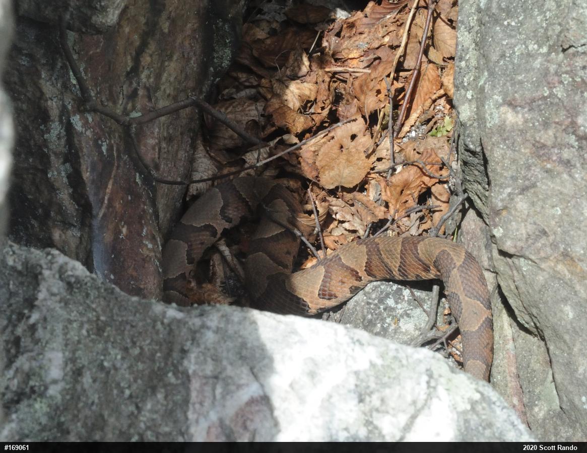 Northern Copperhead