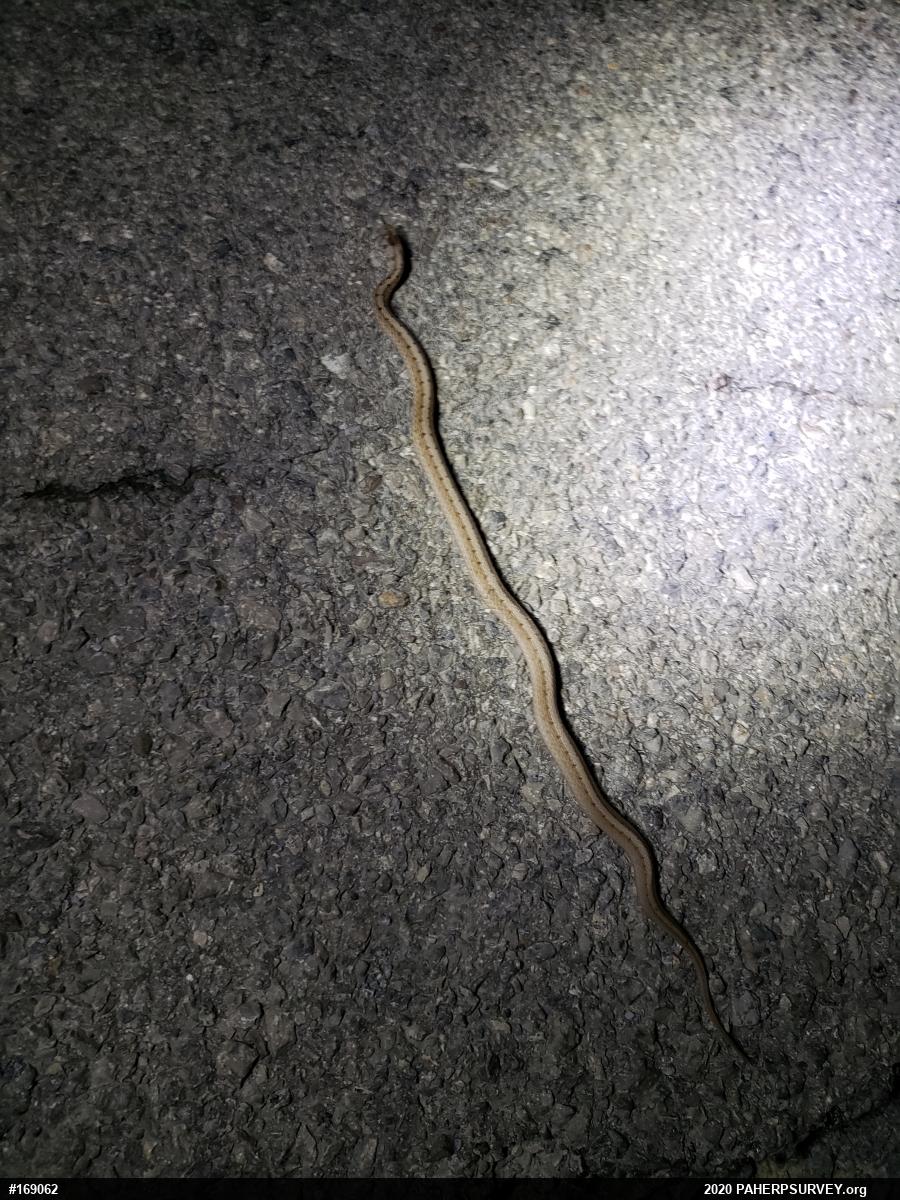 Dekay's Brownsnake