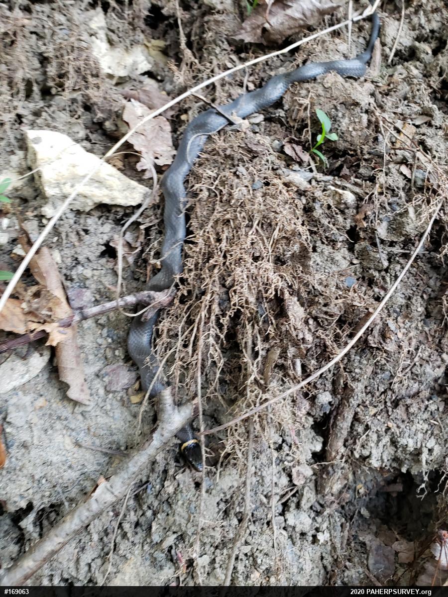 Northern Ring-necked Snake