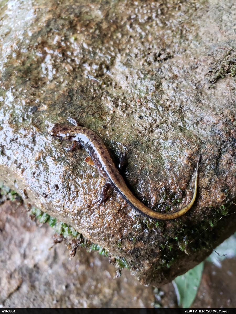 Allegheny Mountain Dusky Salamander
