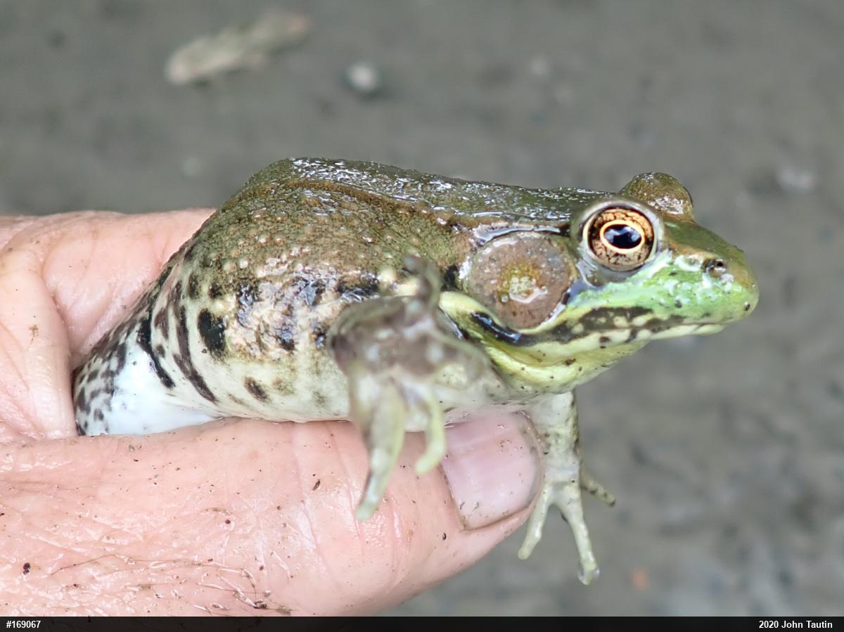 Green Frog
