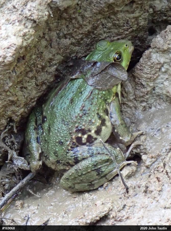 Green Frog