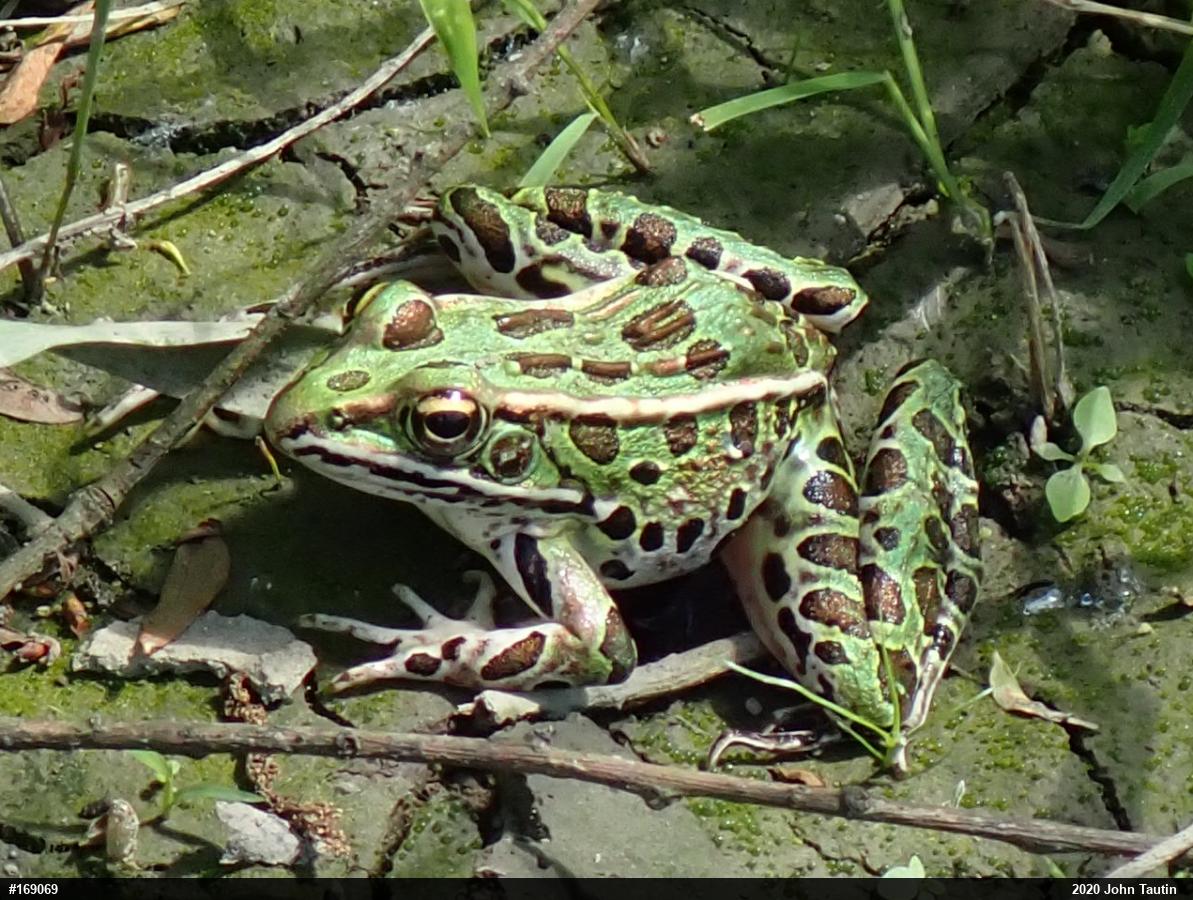 Northern Leopard Frog