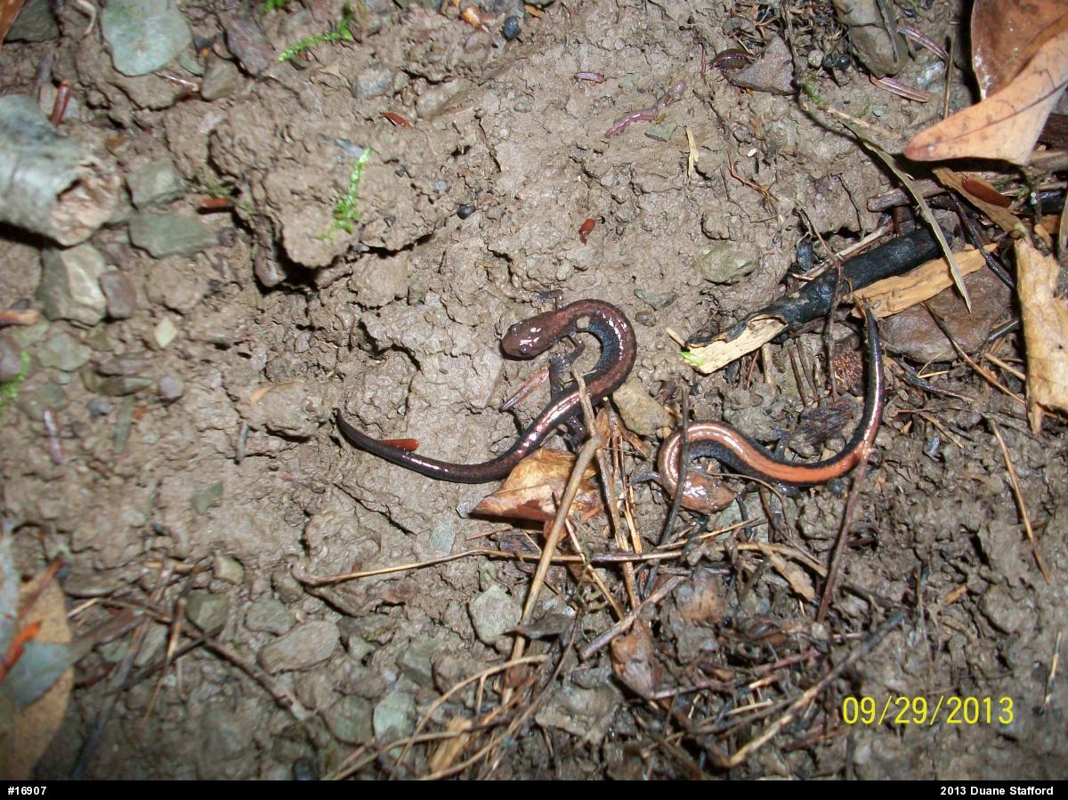 Eastern Red-backed  Salamander