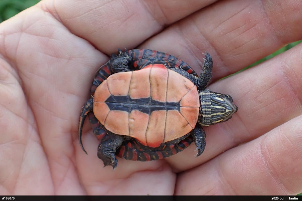 Painted Turtle