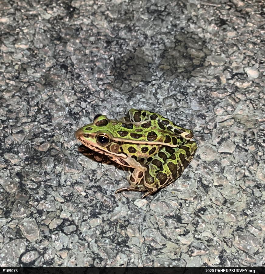 Northern Leopard Frog