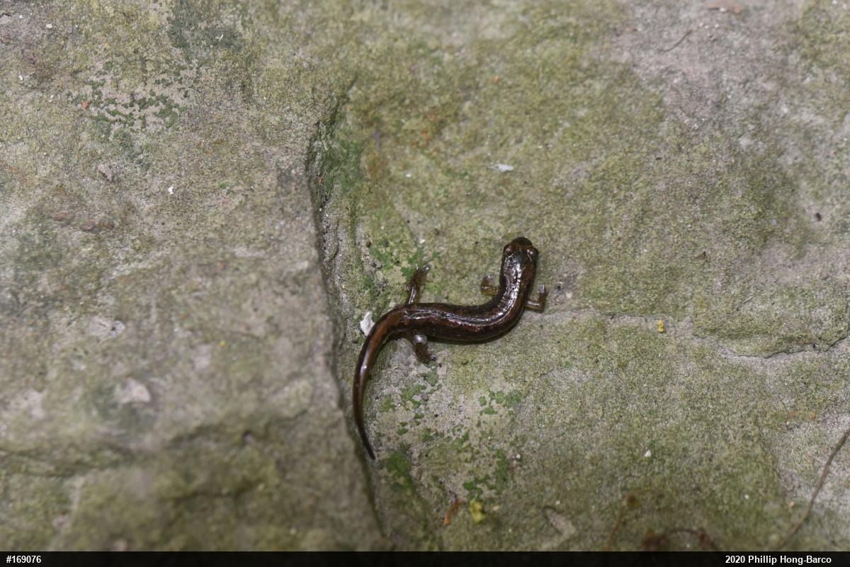 Northern Dusky Salamander