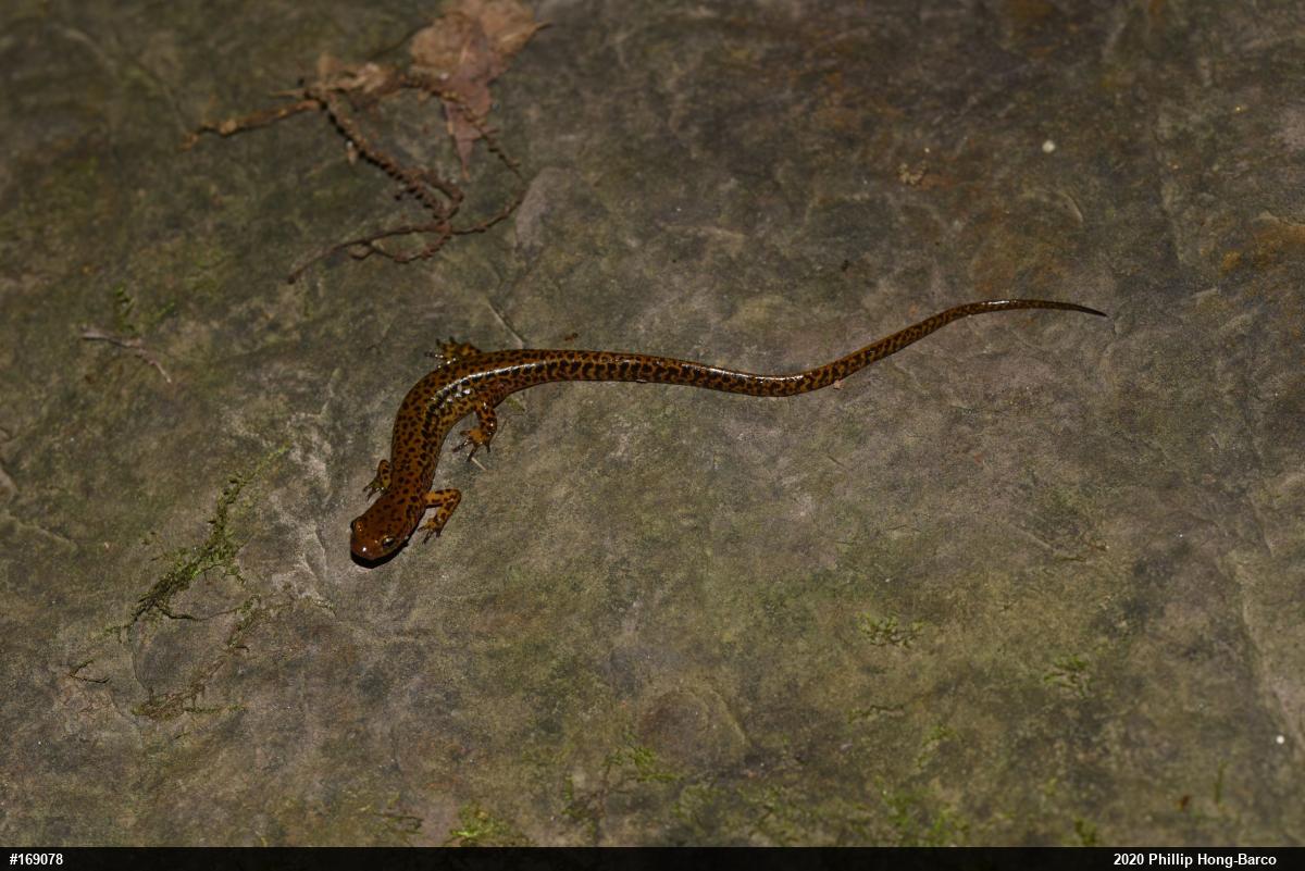 Eastern Long-tailed Salamander