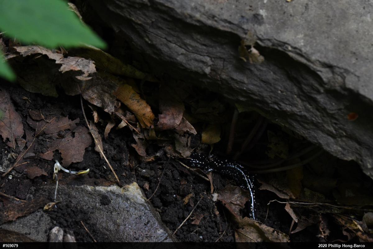Northern Slimy Salamander