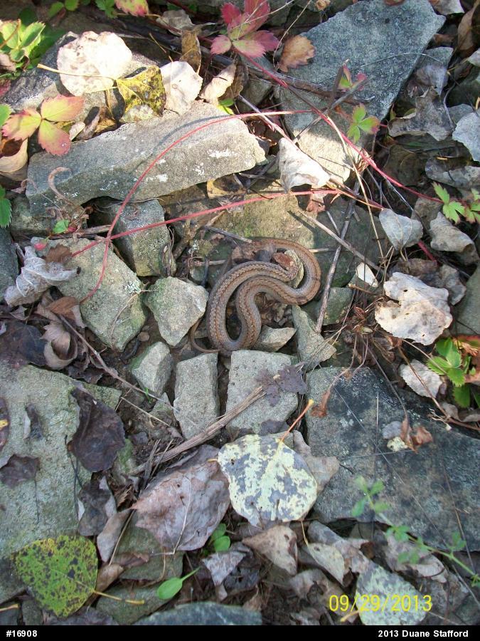 Red-bellied Snake