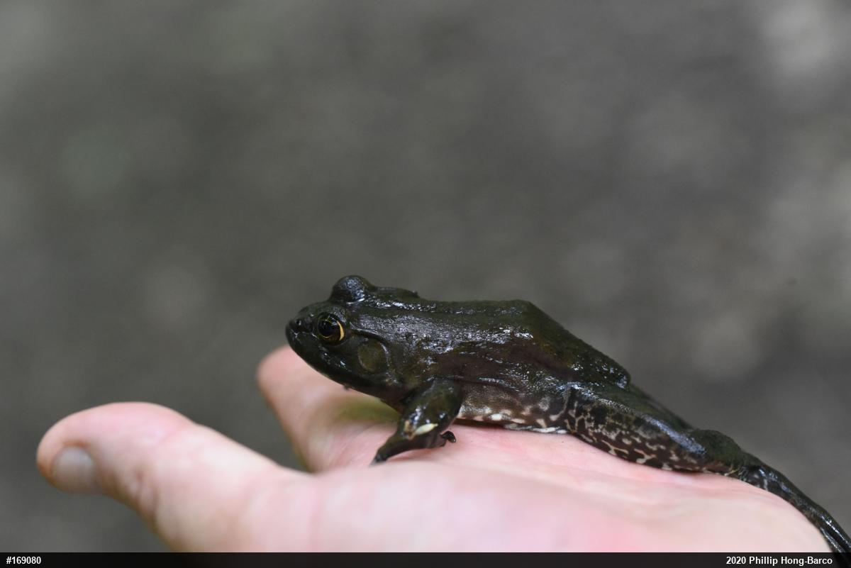 American Bullfrog