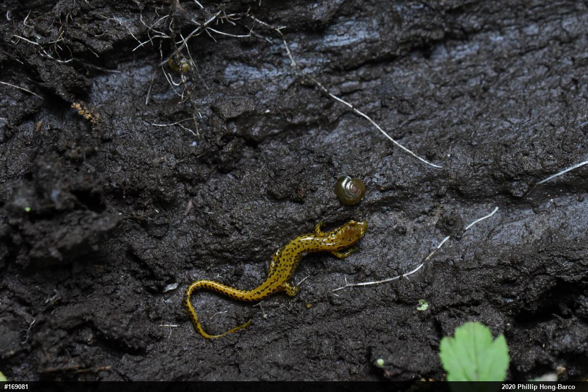 Eastern Long-tailed Salamander