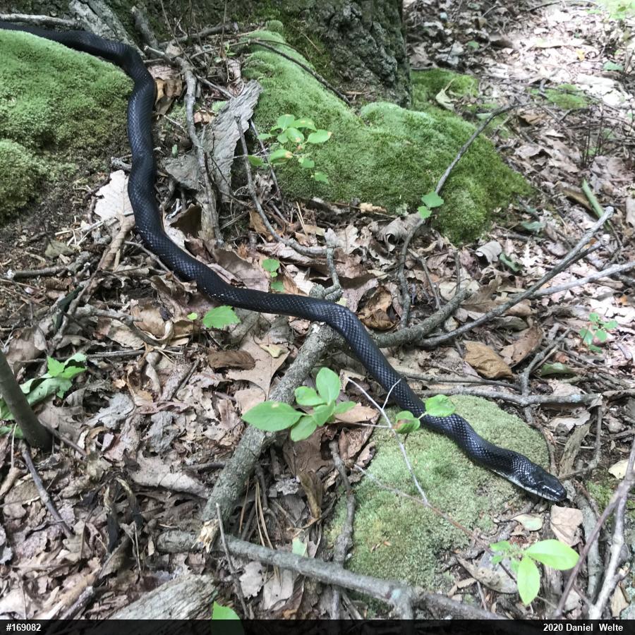 Eastern Ratsnake