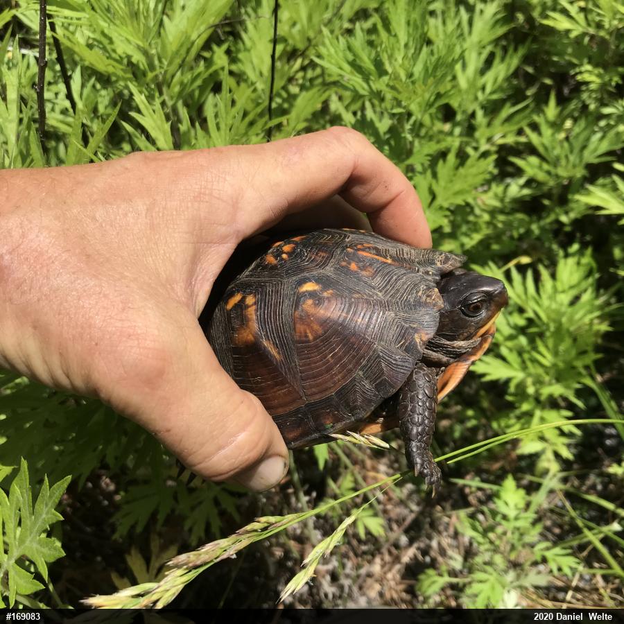 Eastern Box Turtle