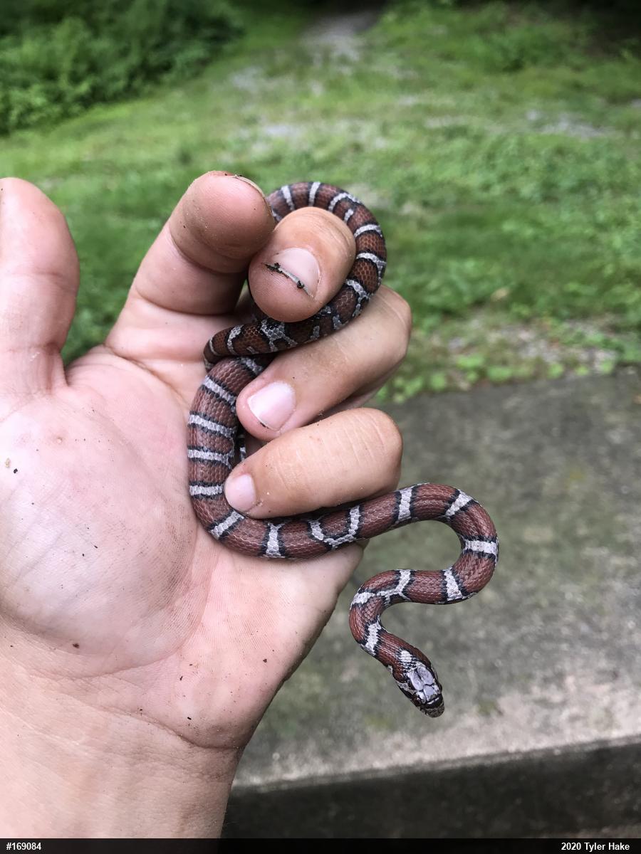 Eastern Milksnake