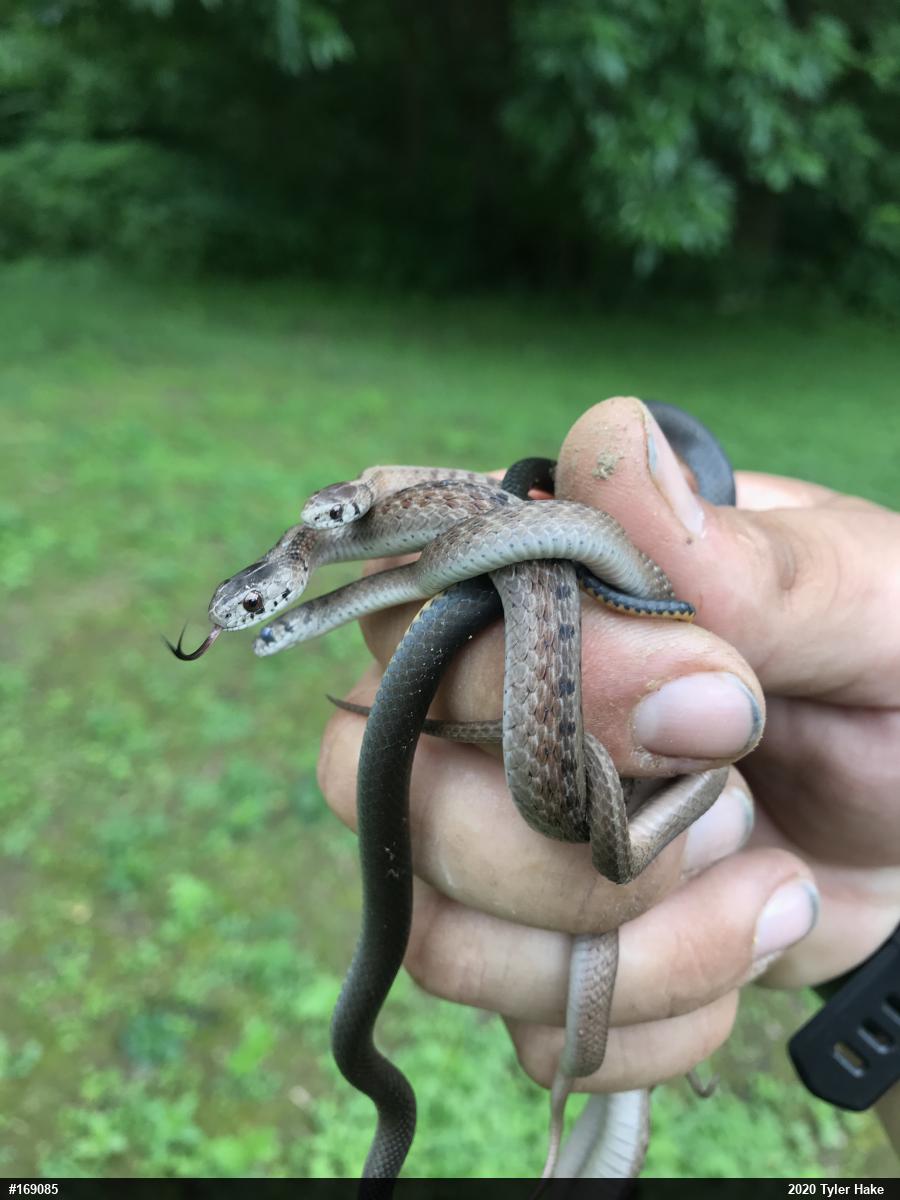 Dekay's Brownsnake