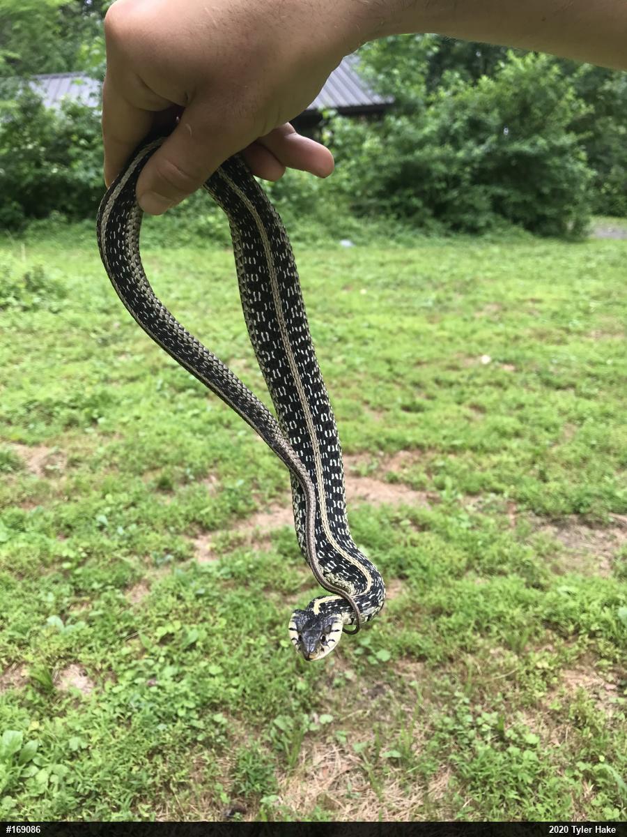 Eastern Gartersnake
