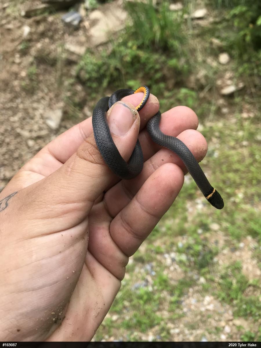 Northern Ring-necked Snake