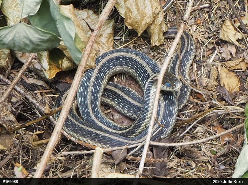 Eastern Gartersnake