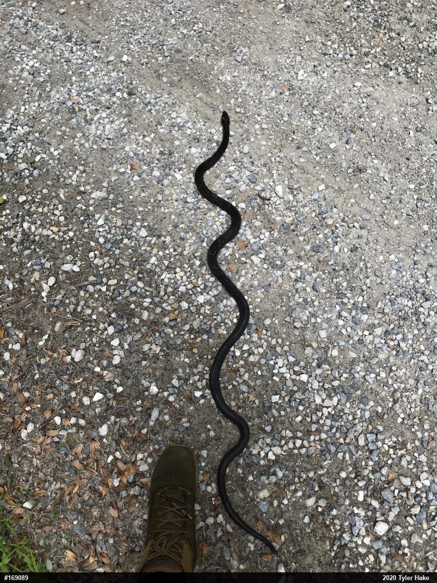 Eastern Ratsnake