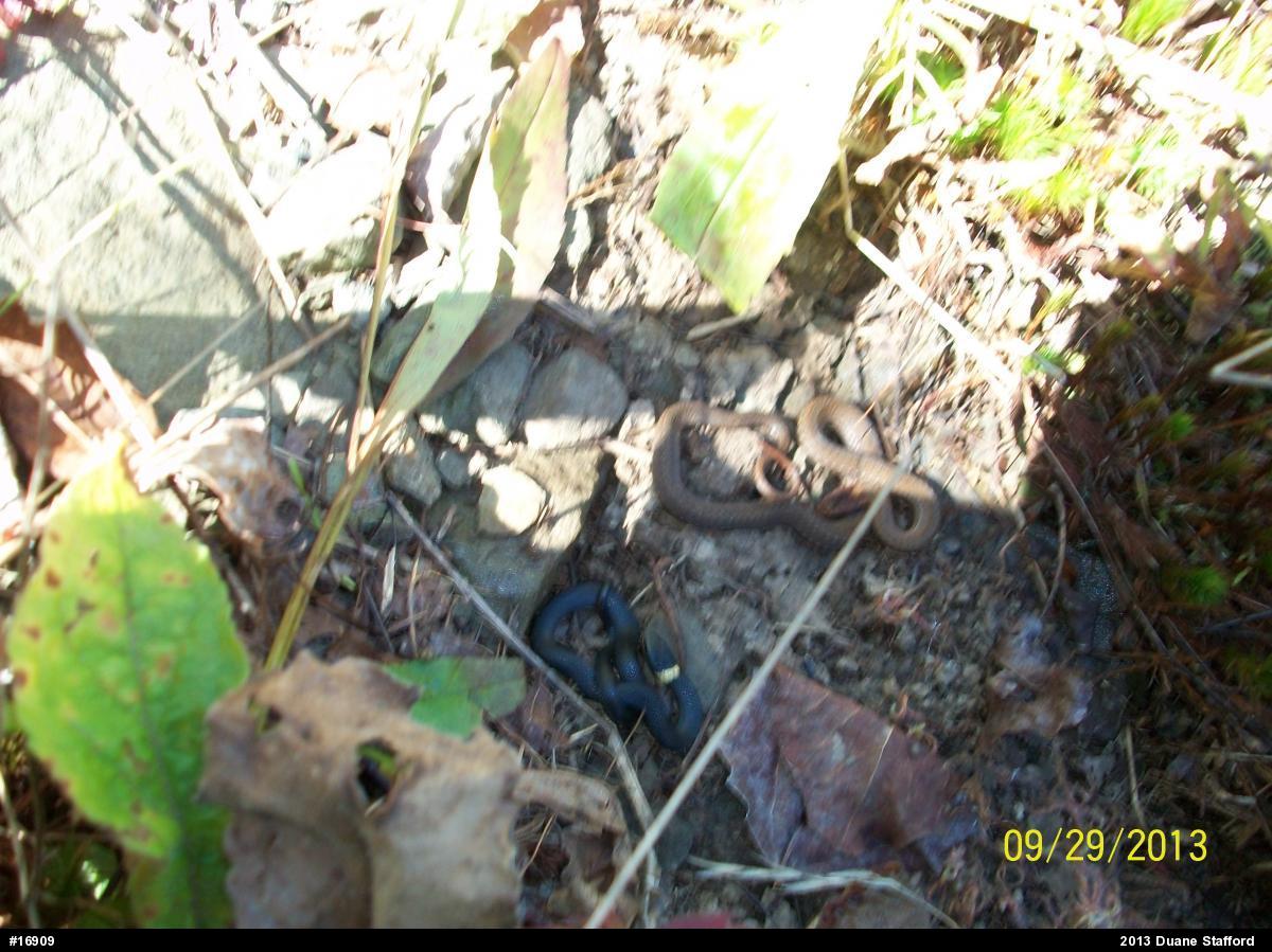 Northern Ring-necked Snake