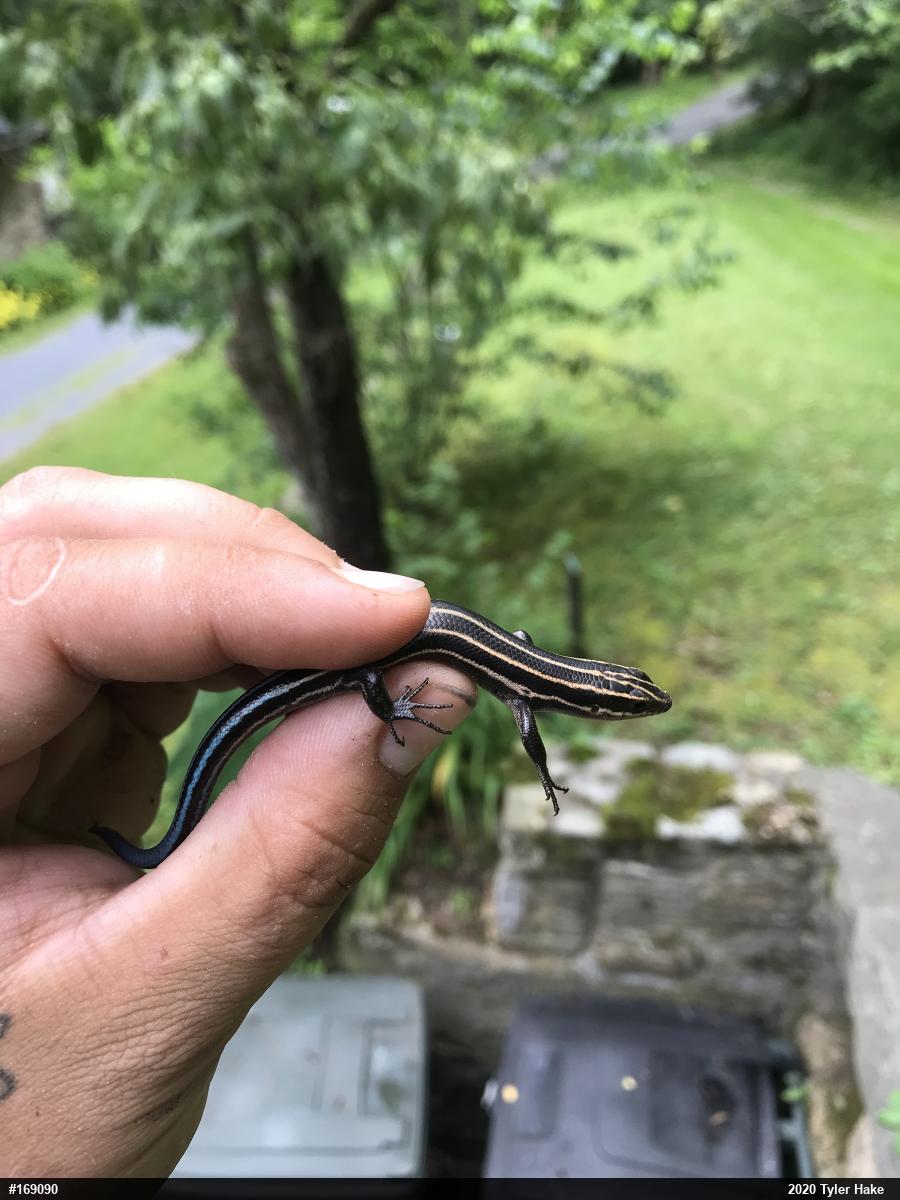 Common Five-lined Skink