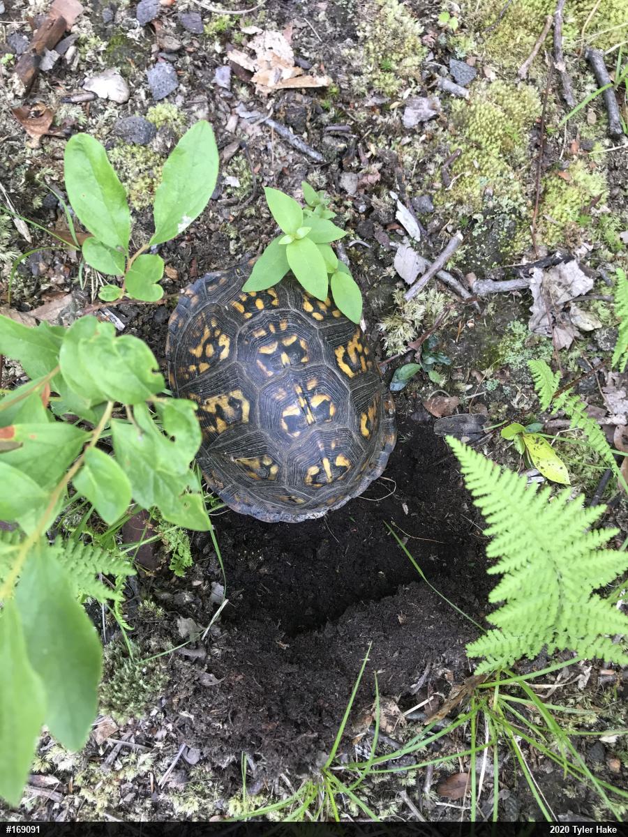 Eastern Box Turtle