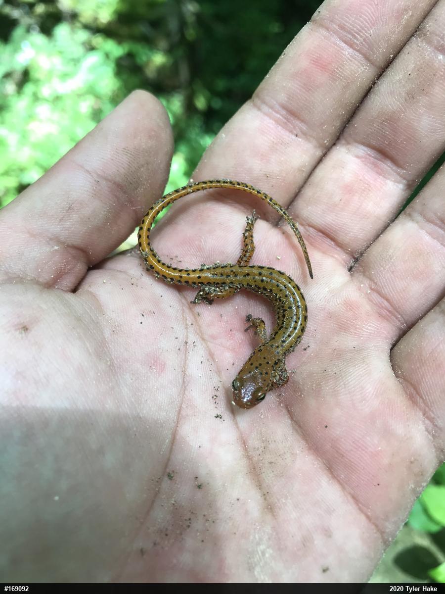 Eastern Long-tailed Salamander
