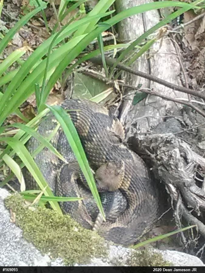 Timber Rattlesnake