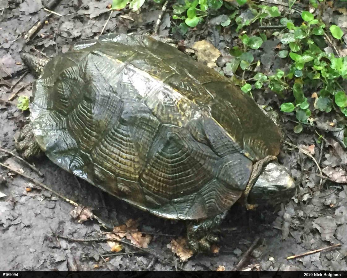 Wood Turtle