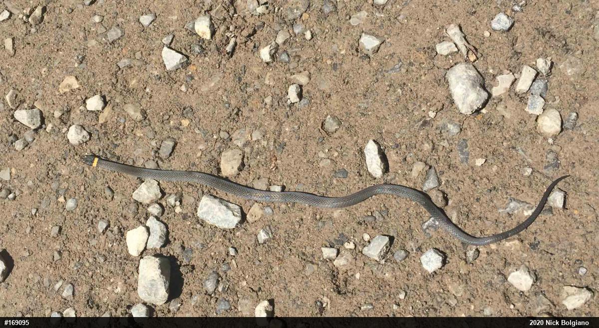 Northern Ring-necked Snake