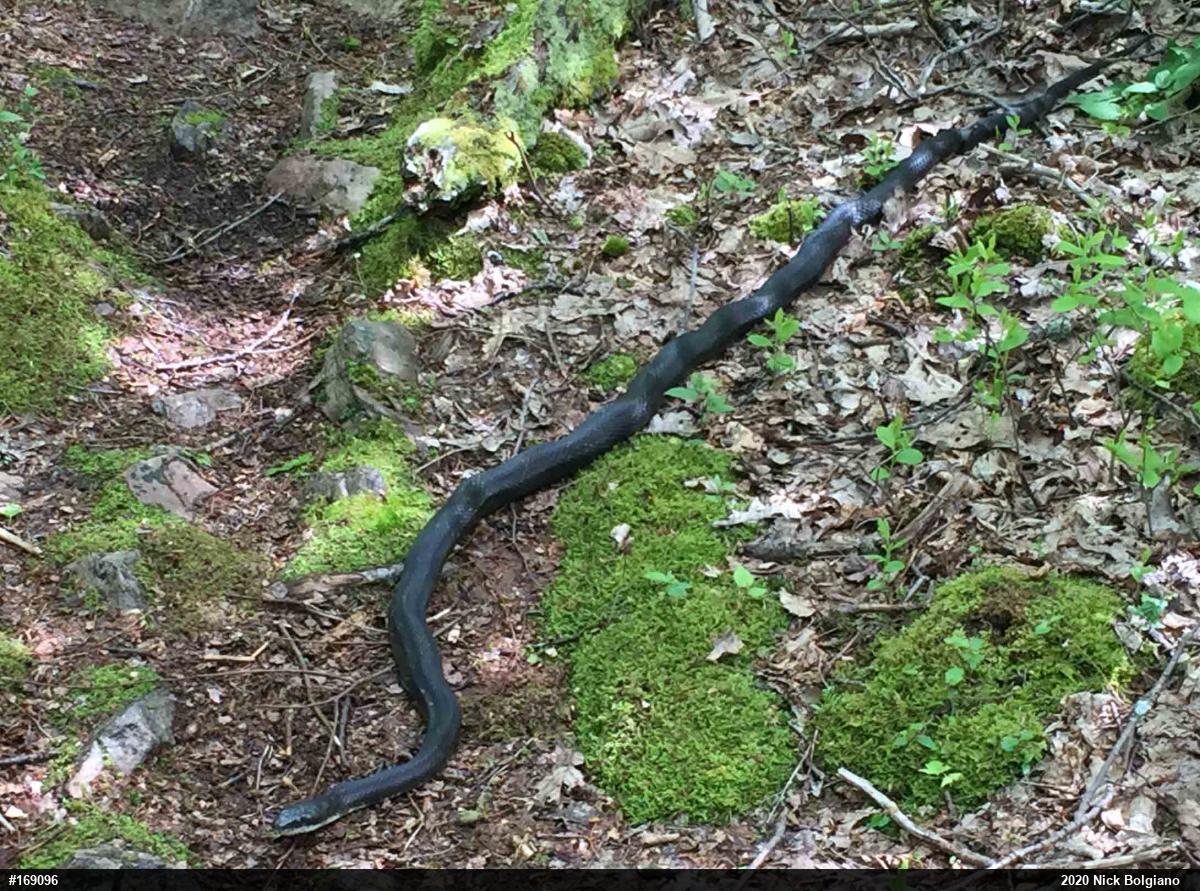 Eastern Ratsnake