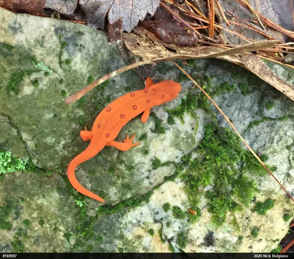 Red-spotted Newt