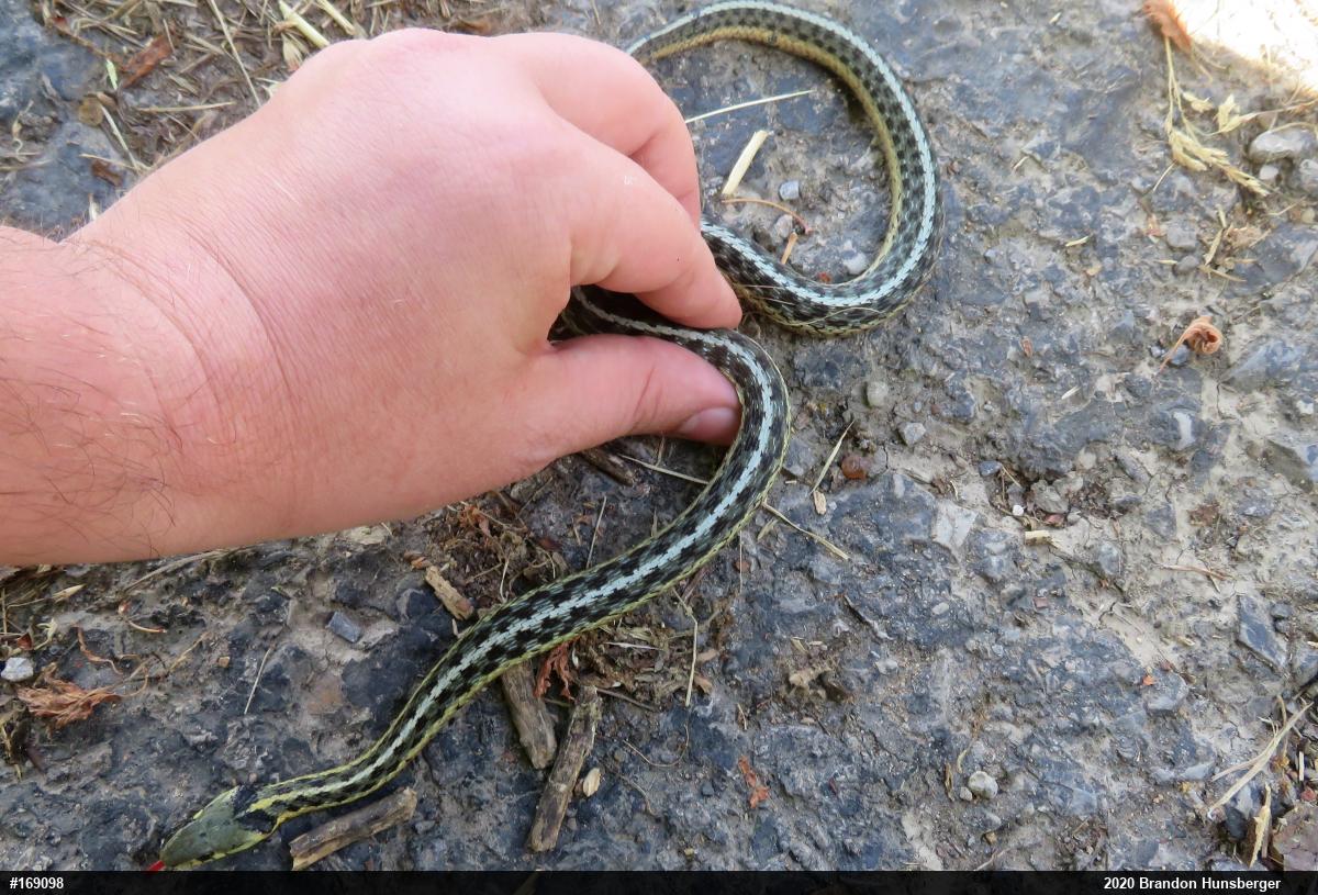 Eastern Gartersnake