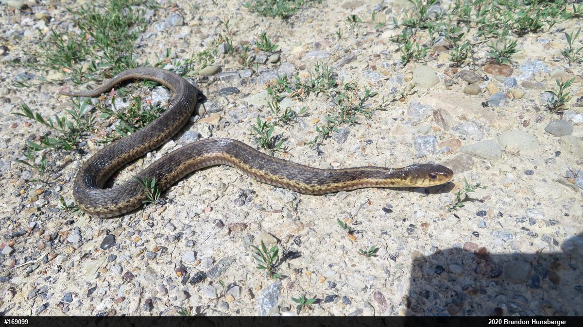 Eastern Gartersnake