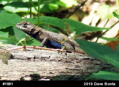 Eastern Fence Lizard