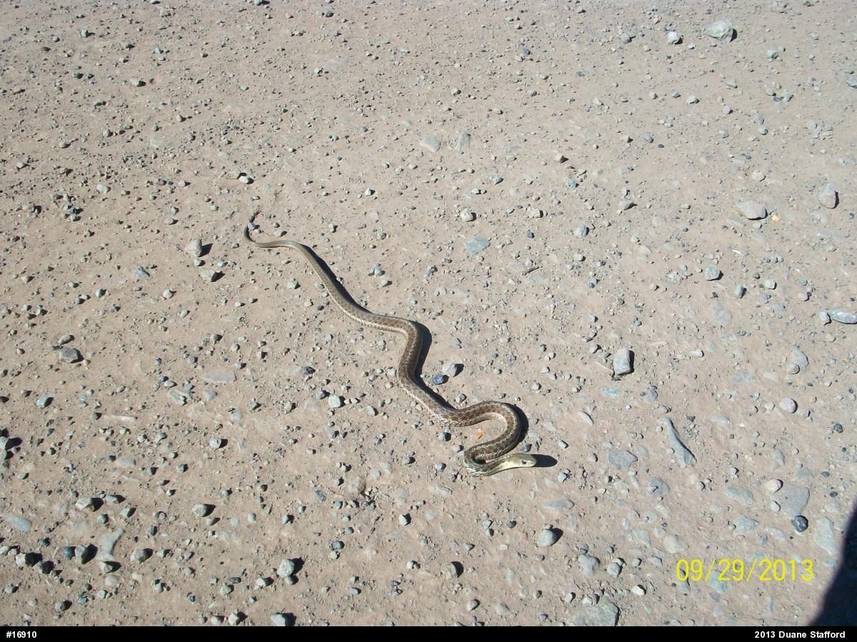Eastern Gartersnake