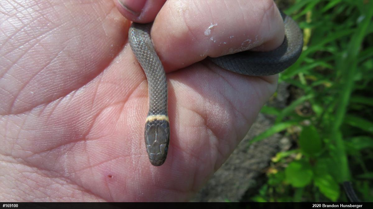 Northern Ring-necked Snake