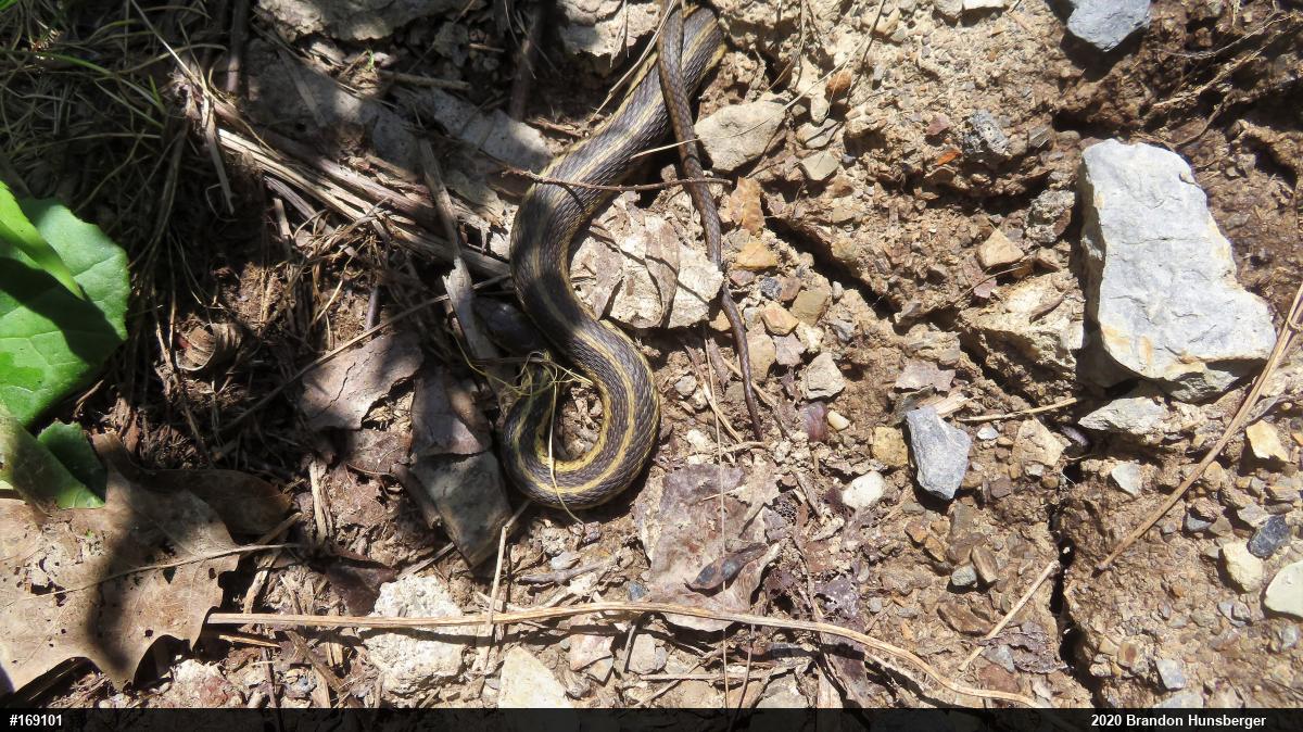 Eastern Gartersnake