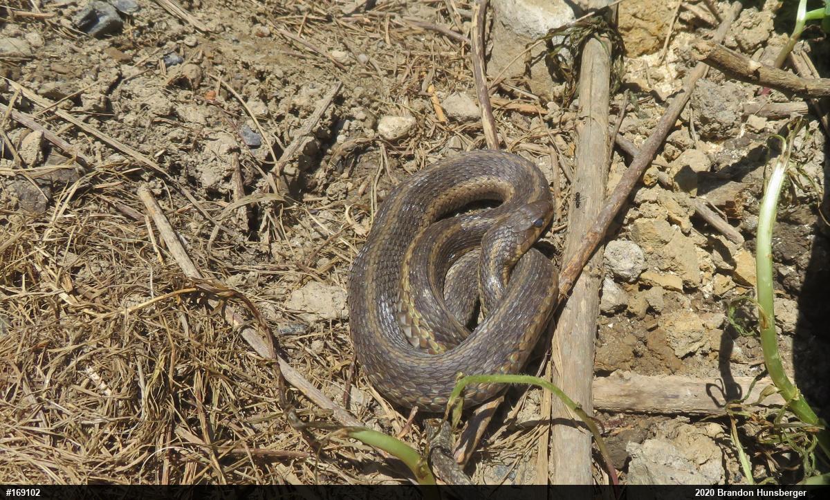 Eastern Gartersnake