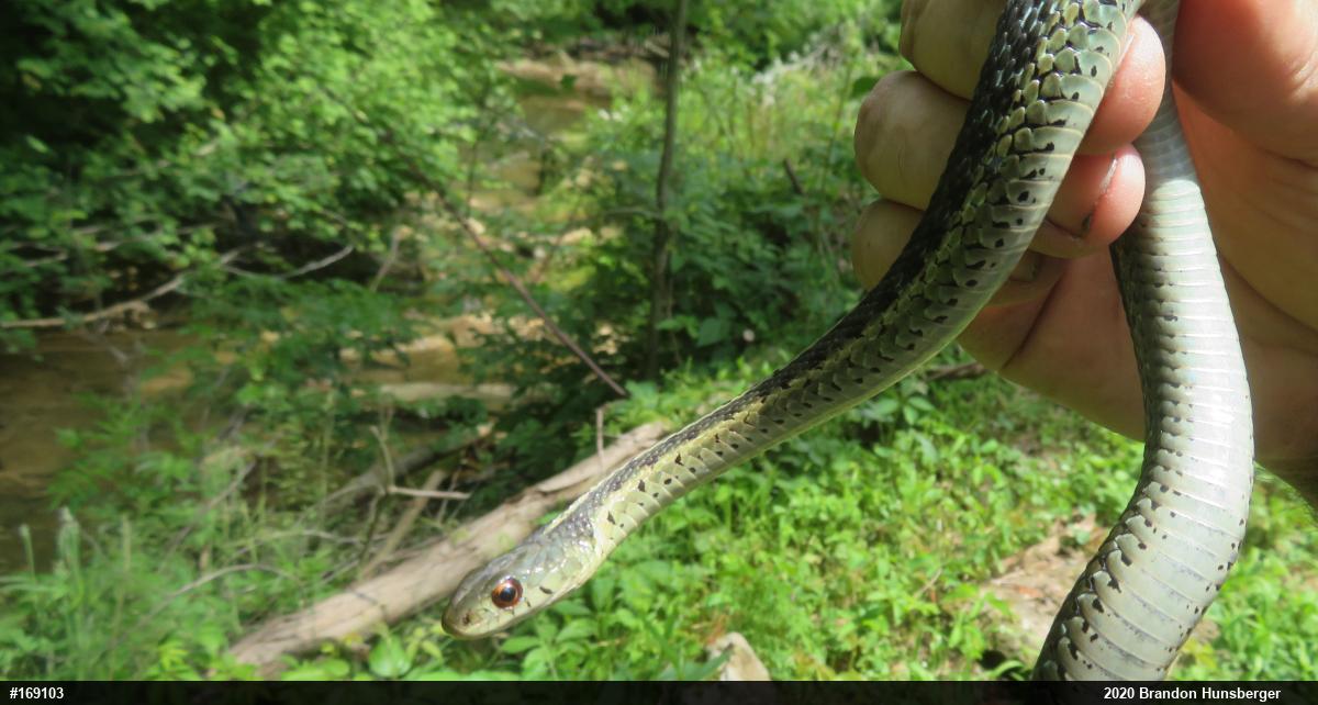 Eastern Gartersnake