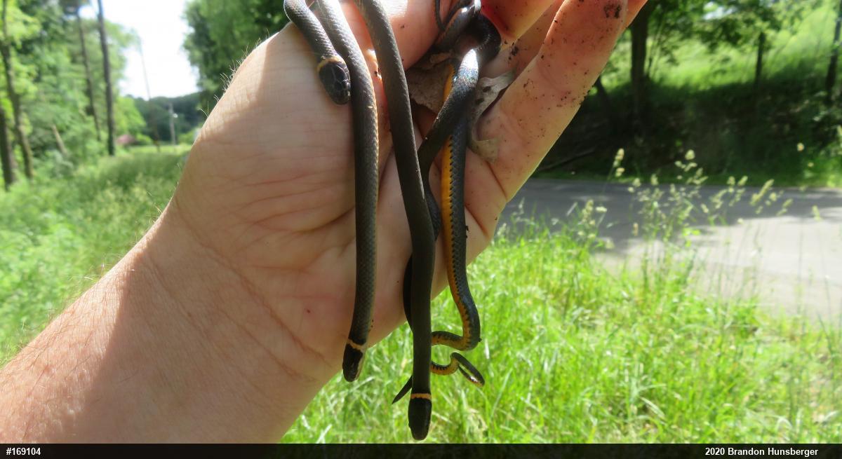 Northern Ring-necked Snake