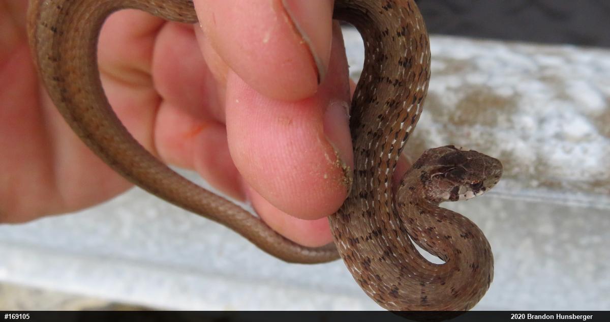 Dekay's Brownsnake