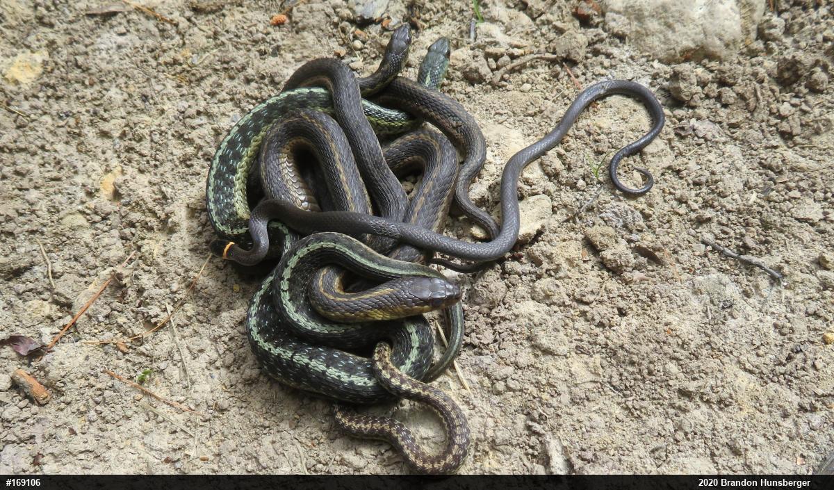 Northern Ring-necked Snake