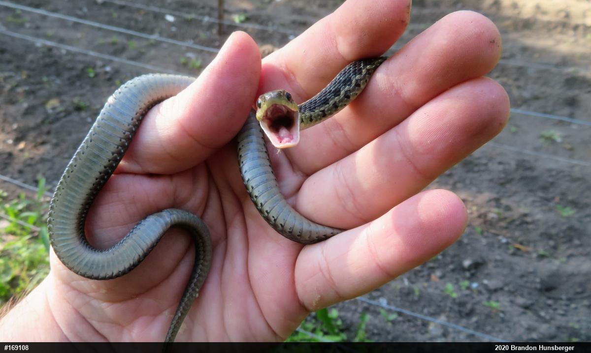 Eastern Gartersnake