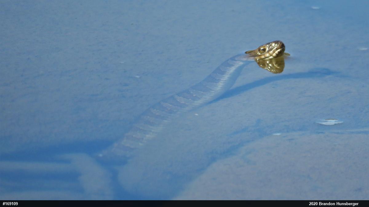 Northern Watersnake