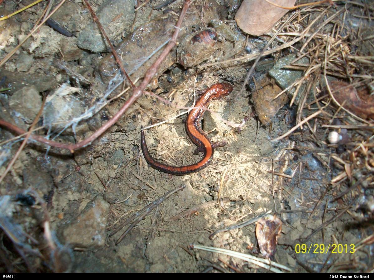 Eastern Red-backed  Salamander