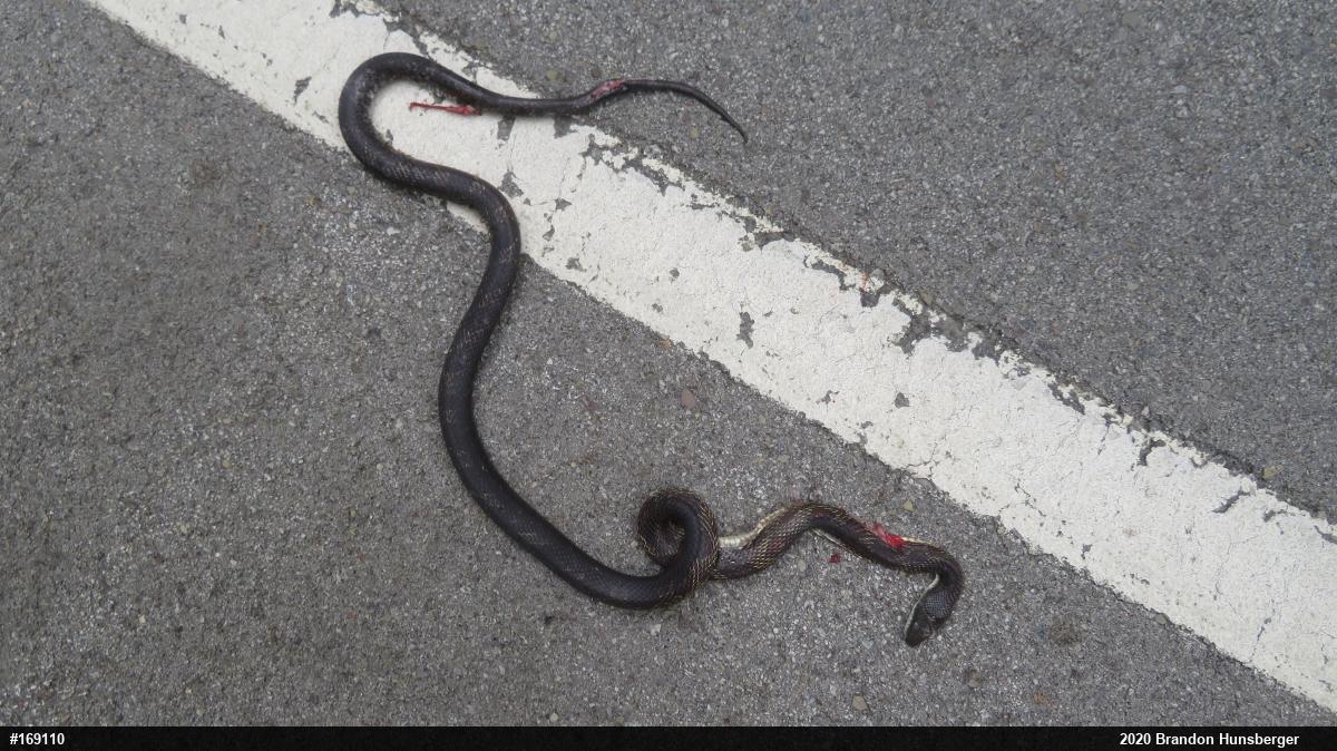 Eastern Ratsnake