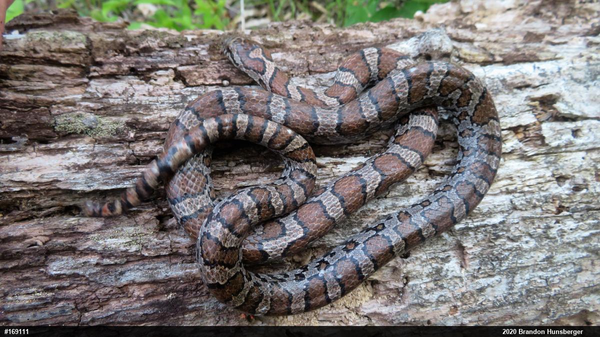 Eastern Milksnake