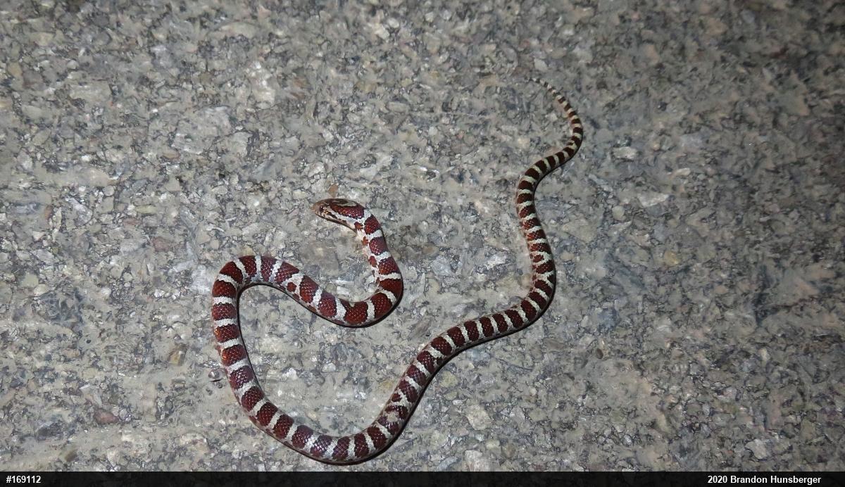 Eastern Milksnake